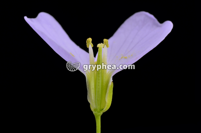 Cardamine des prés (Cardamine pratensis) - Fleur disséquée montrant les ovules - gryphea.com